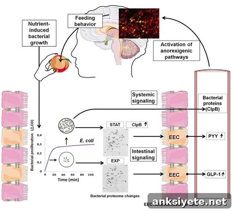 Diagram of nutrient-induced E.coli growth in the gut on feeding behavior.