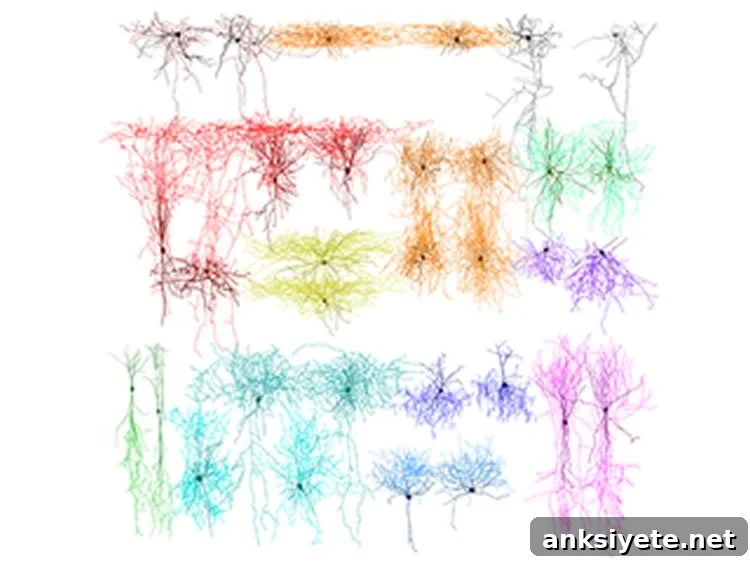 Image shows axons and dendrites of different neurons.