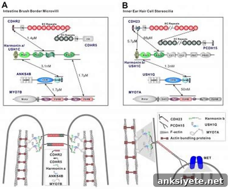 Diagram comparing gut microvillar and inner ear stereocilia protein networks.