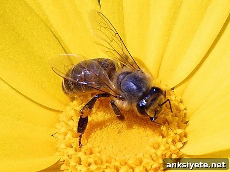 Image shows a honeybee on a flower.