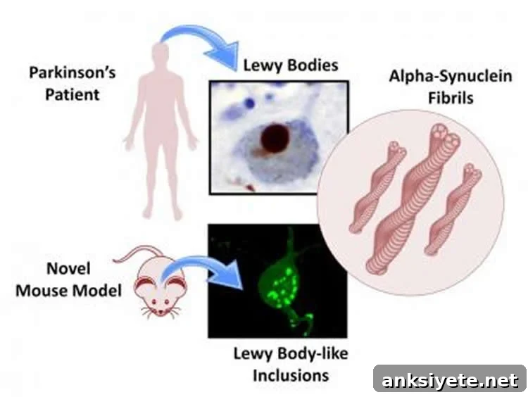Image shows a diagram summarizing the study.