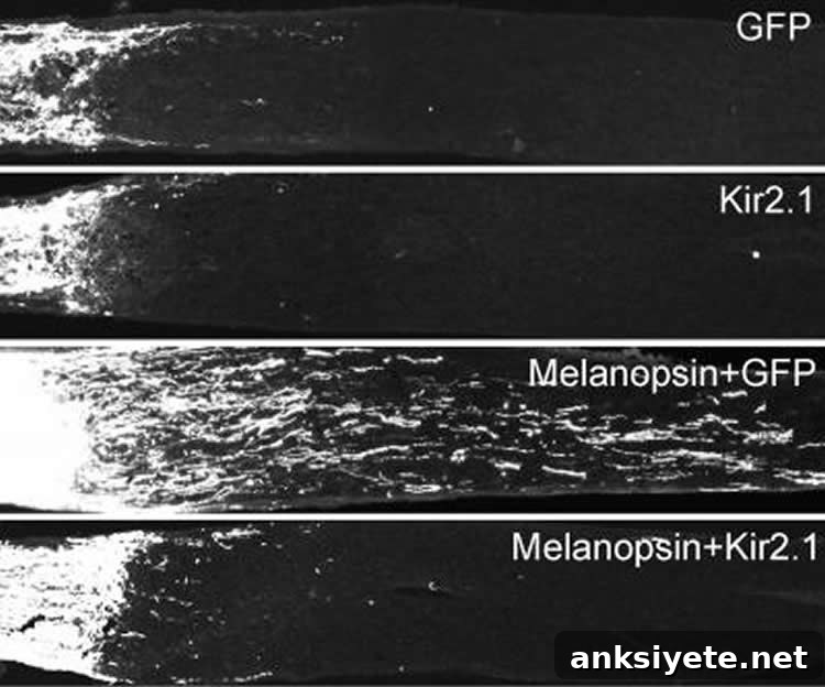 Image shows slides of neurons.