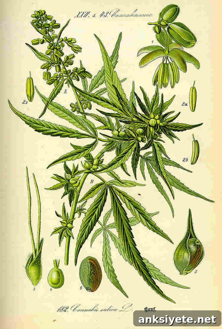 Image shows cannabis leaves.