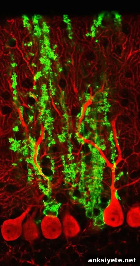 How One Brain Mechanism Enhances Cognitive Function 2 Image shows bergmann glia.