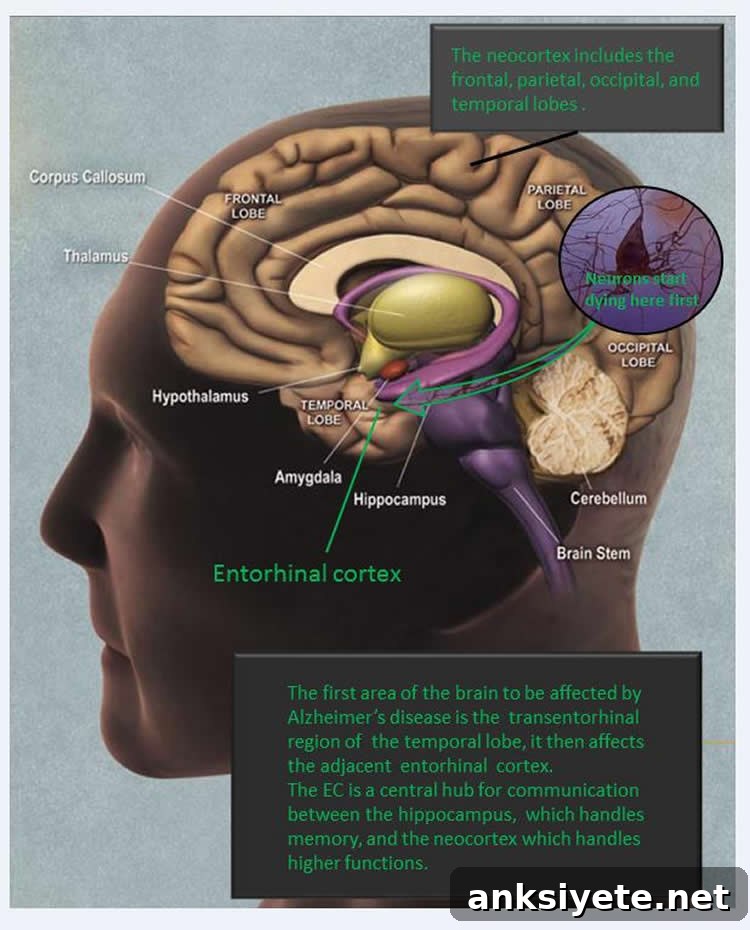 Labelled diagram of the human brain.