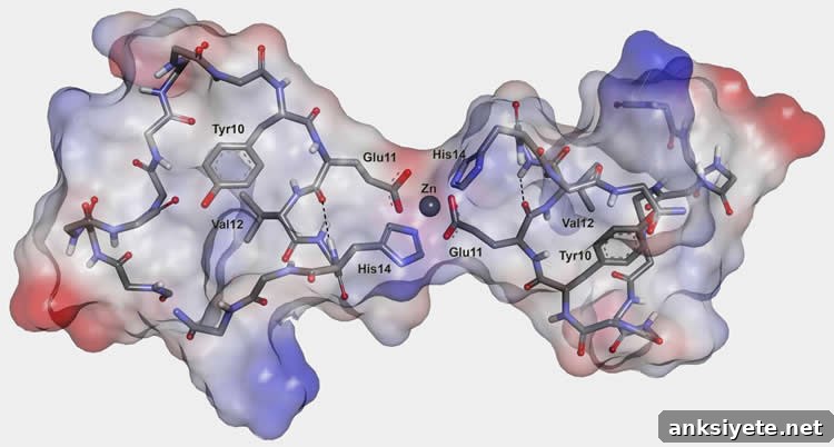 Scientists Identify Potential Alzheimer's Trigger 2 Image shows the three-dimensional structure of the dimer of the metal-binding domain of beta-amyloid peptide.