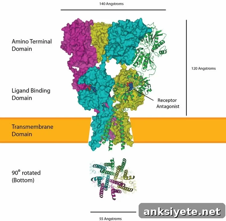 Image of an AMPA receptor.