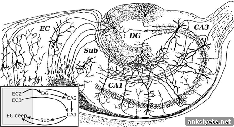 Image shows the hippocampus.