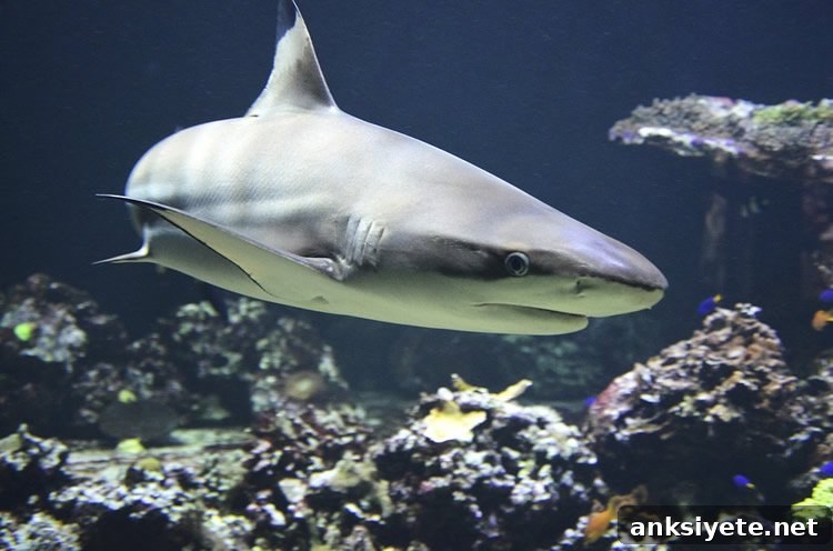 Image shows a shark.