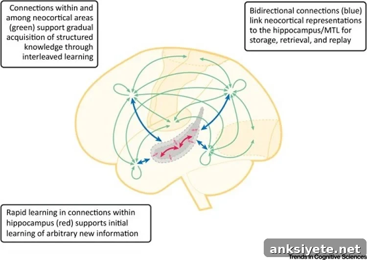 Image shows a brain and neural network.