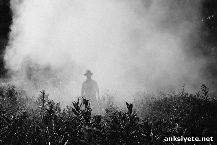 Person spraying crops, illustrating agricultural pesticide use