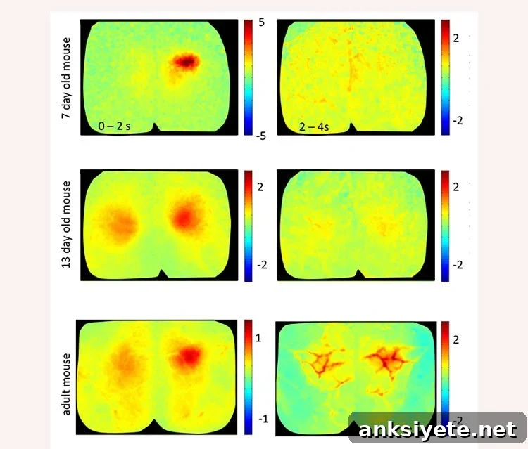 Blood flow in mouse brains at different ages