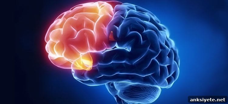 Location of the prefrontal cortex (PFC) in the brain and its connections to limbic regions.