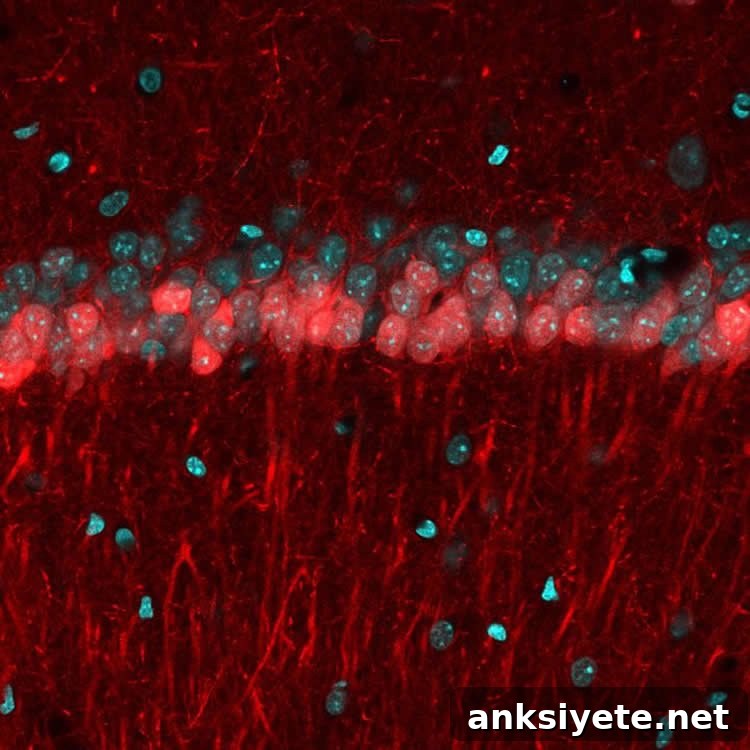 Microscopic image of the CA1 hippocampal area of a mouse brain, showing two sublayers stained different colors.