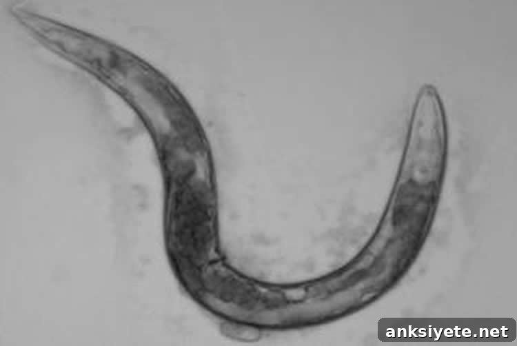 Image shows C. elegans.
