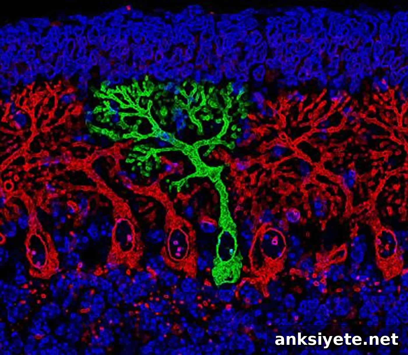 Photo of a mouse cerebellum.