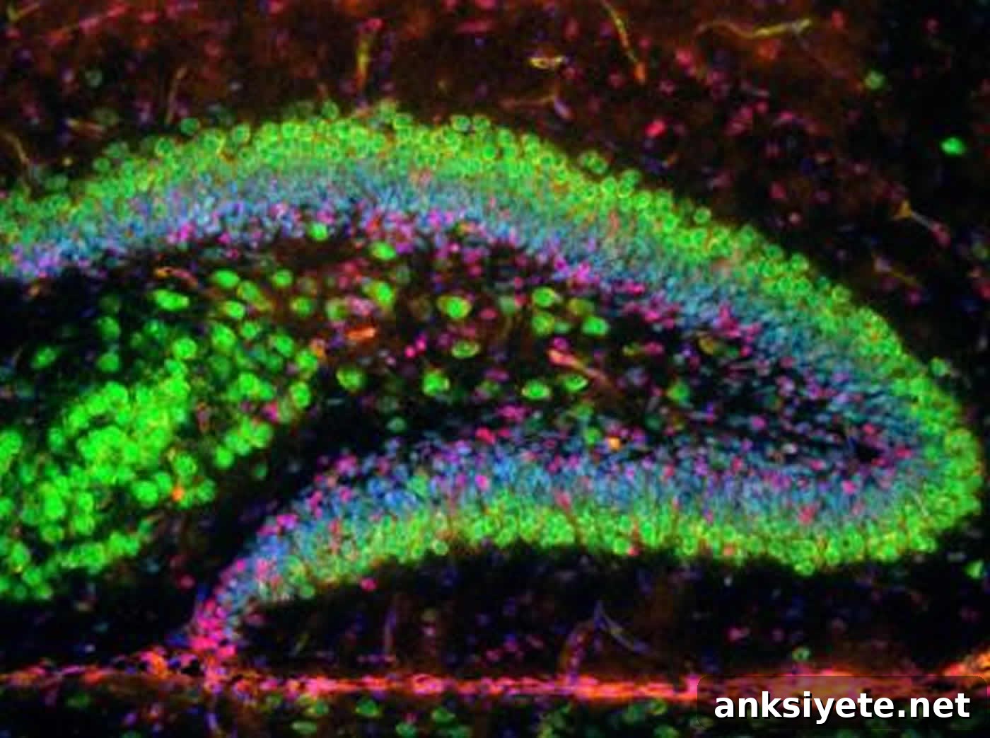 Image shows a hippocampal slice.