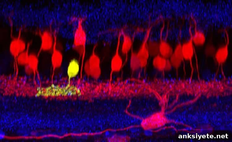 Image shows a cross section of a mouse retina.