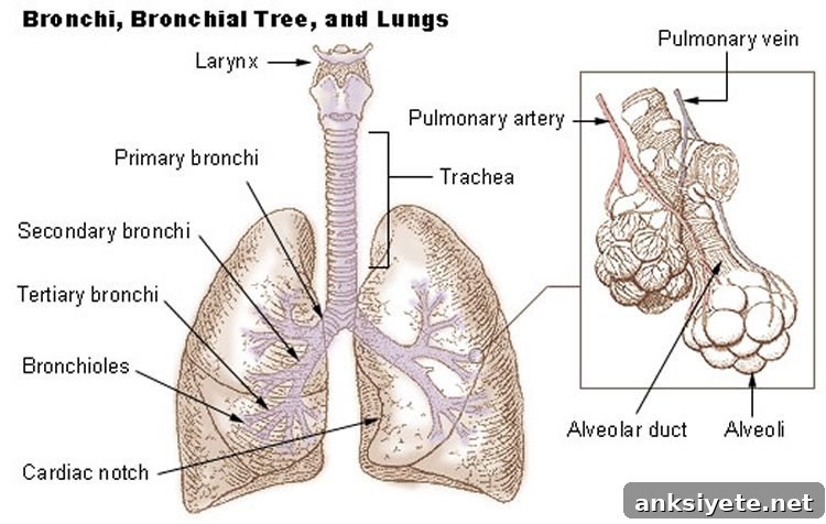 Olfactory Receptors Found in Bronchi: What This Means for Lungs 2 Labeled diagram of the lungs