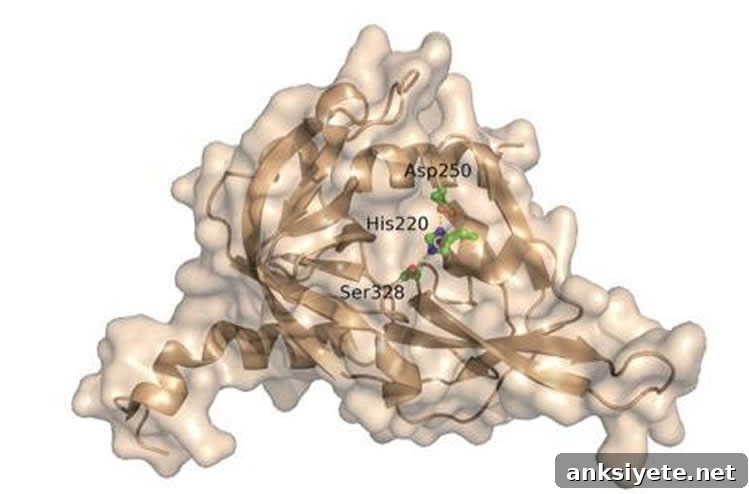 3D model of HtrA1 enzyme