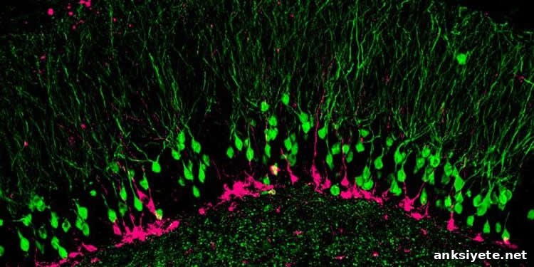 Image shows hippocampal neurons.