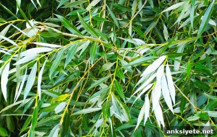 Six New Molecule Groups That Could Slow Aging 2 Image shows a willow bark tree.