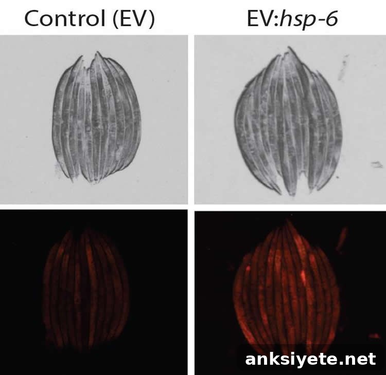 Can Certain Fats Protect Against Neurodegenerative Disease? 3 Image shows the worm's protein folding network.