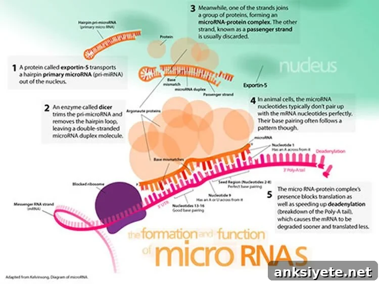 Image shows miRNA.