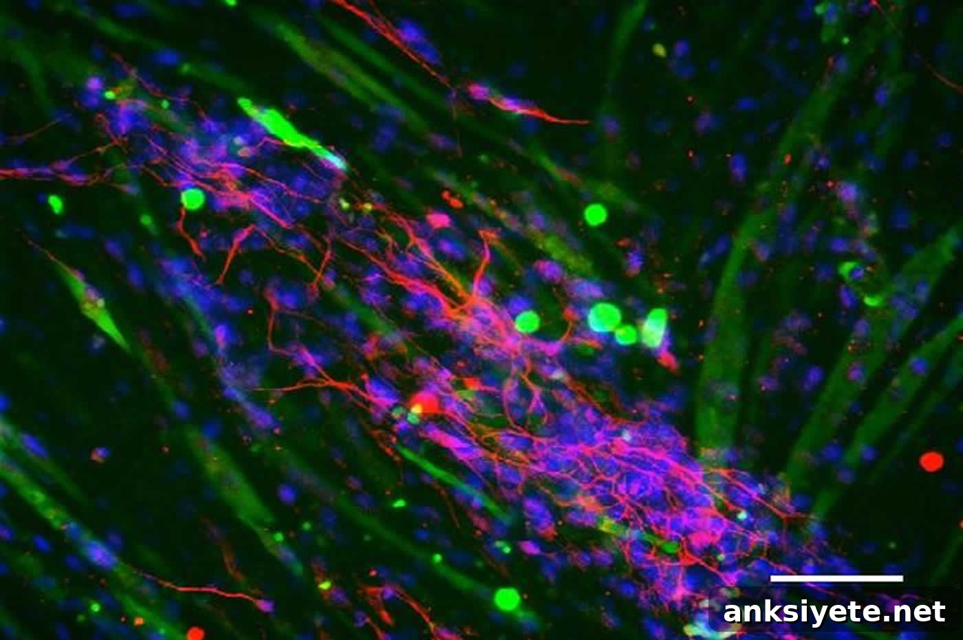 Image shows stem cells.