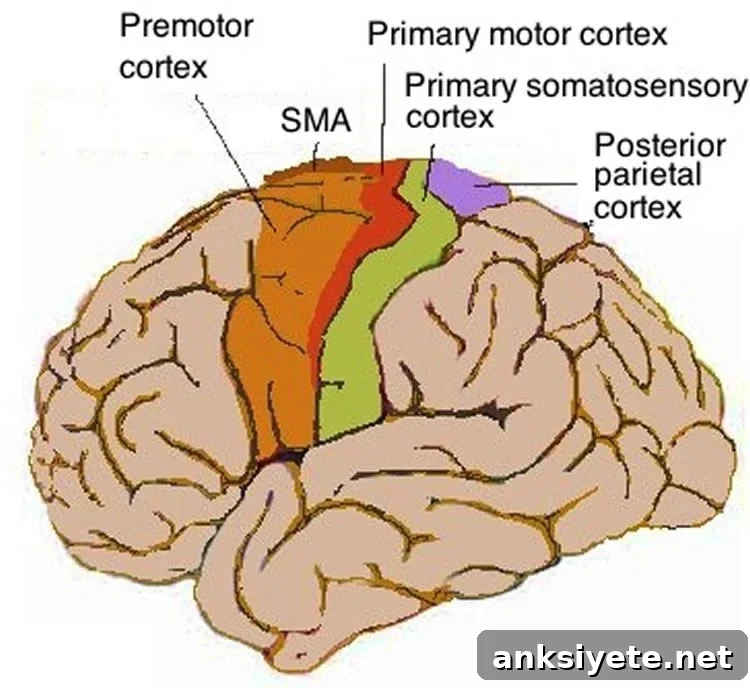Image shows the motor cortex in the human brain.
