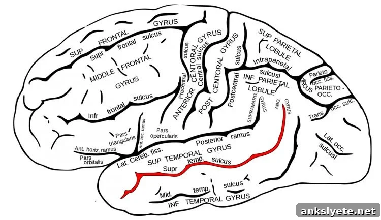 Location of the superior temporal sulcus (STS)