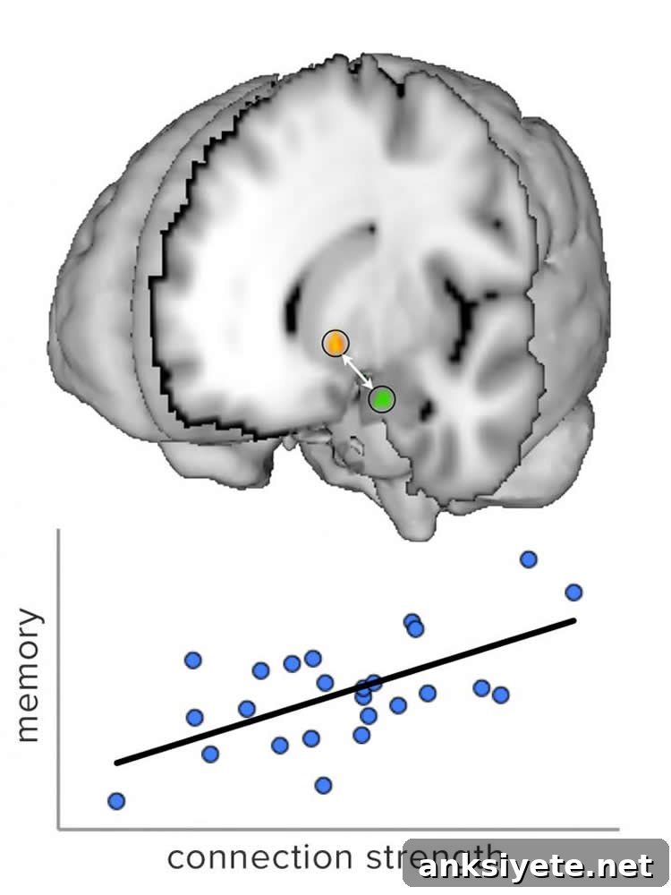 A connection between activity in the striatum (orange) and hippocampus (green) may help adolescents learn by enhancing certain forms of memory (bottom graph). NeuroscienceNews.com image is credited to Juliet Davidow/Shohamy Lab, Columbia University Mortimer B. Zuckerman Mind Brain Behavior Institute.
