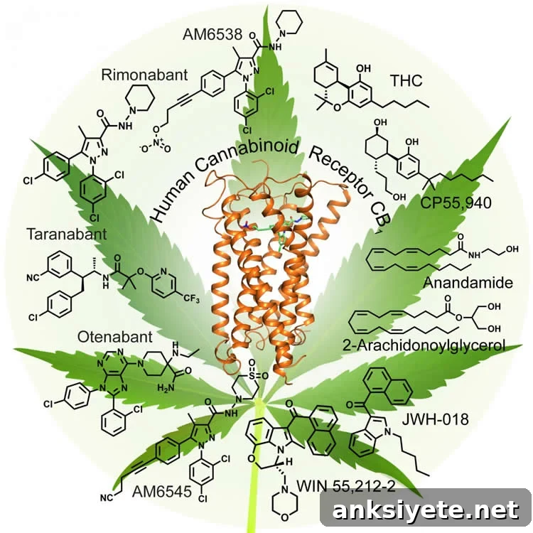 Image shows a marijuana leaf and chemical structures.