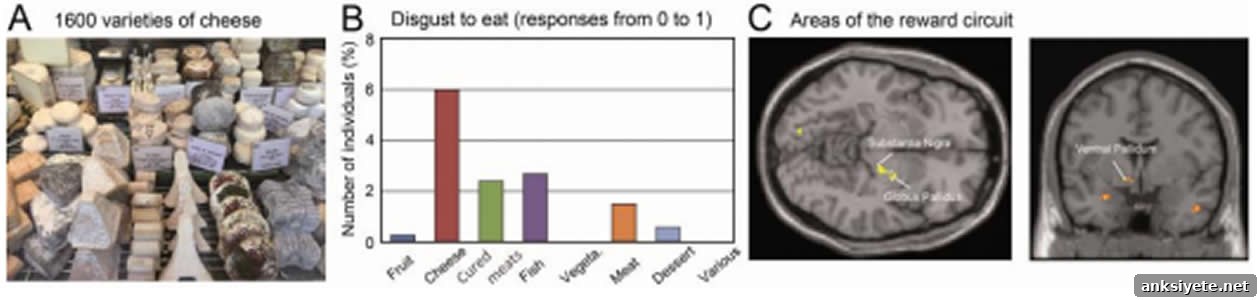 Image shows cheese and brain scans.