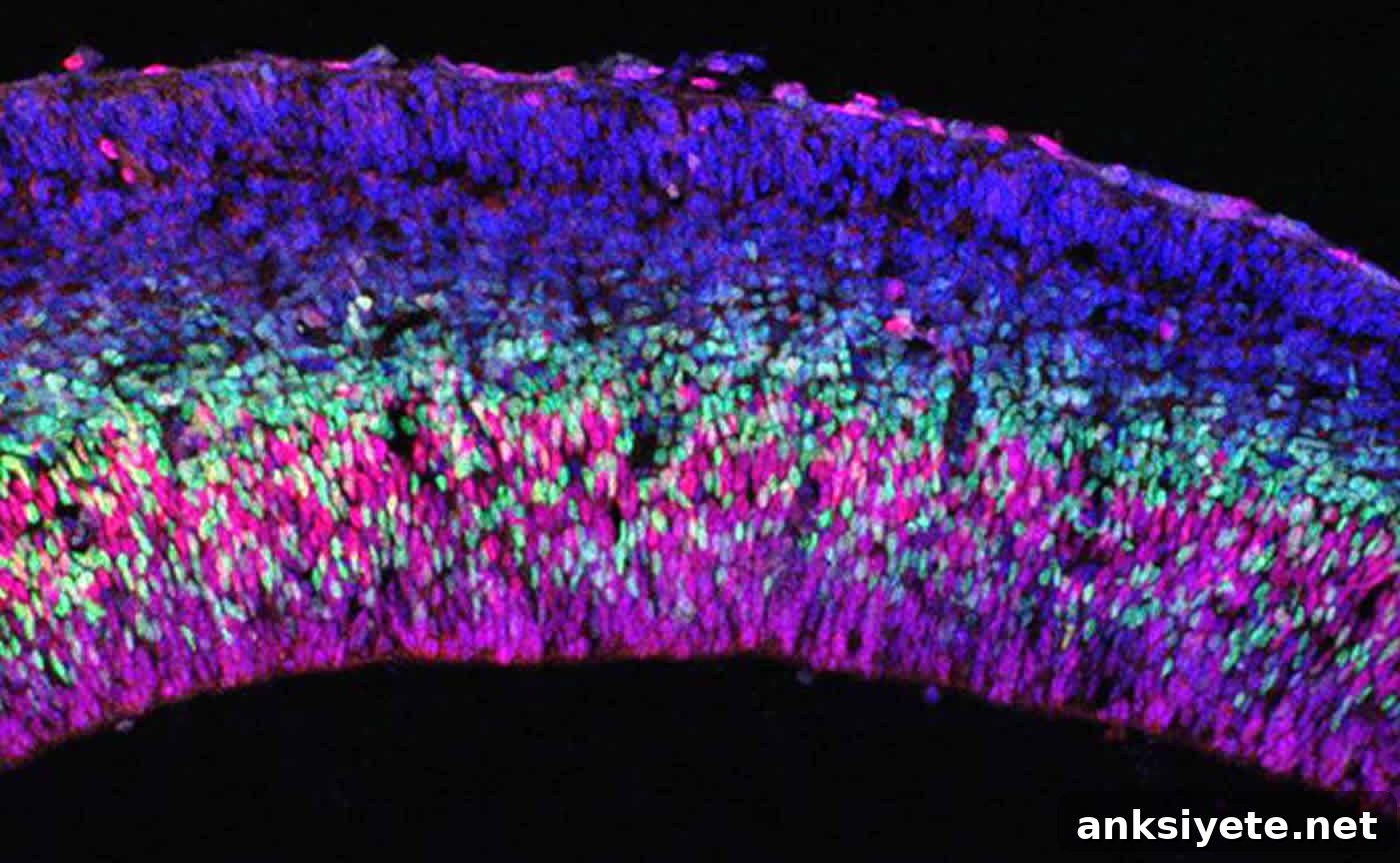 Image shows a brain slice.