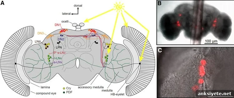Cartoon of Drosophila brain and clock neurons