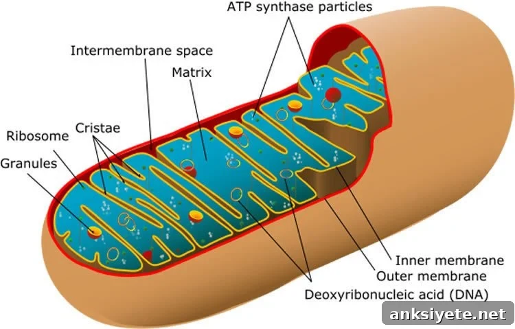 Image shows a diagram of mitochondria.