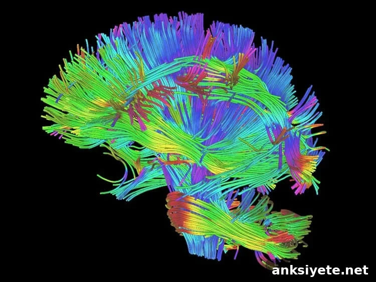 Image shows the white matter rendering from DTI.