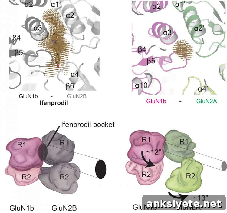 Mapping NMDA Receptors in the Brain: Techniques and Insights 3 Diagram shows how the drug binds to NMDA receptors.