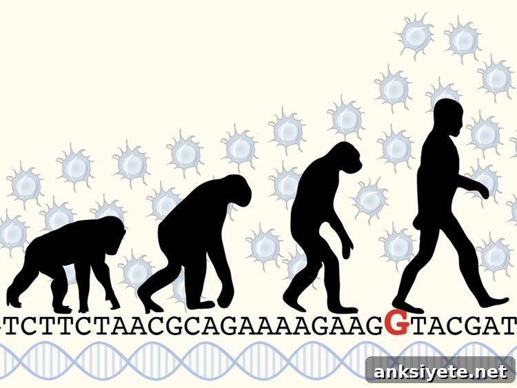 Illustration of evolutionary change relating to ARHGAP11B