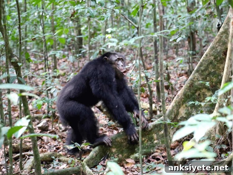 Chimpanzees in the wild