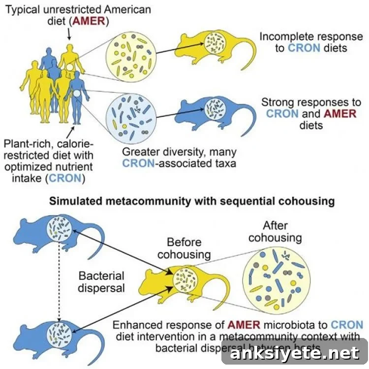 Image shows a diagram of the mice and microbes.