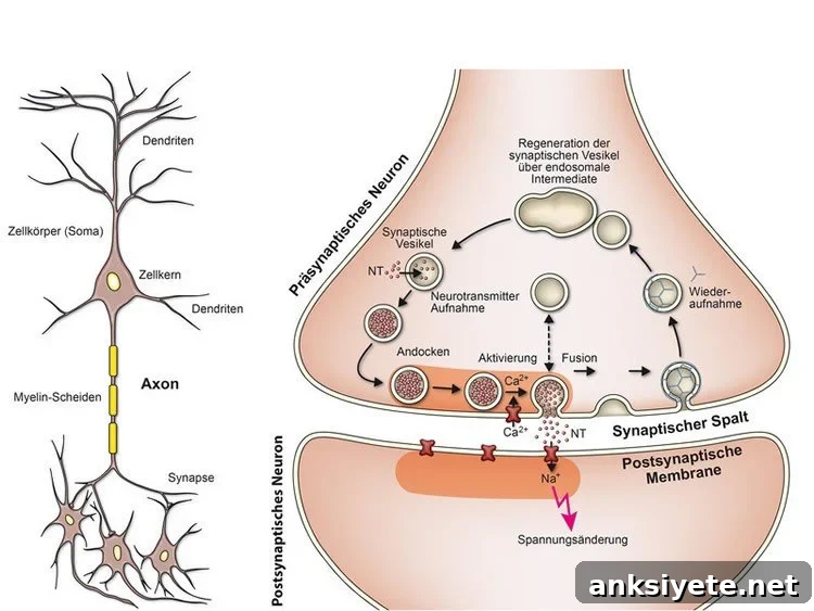 neuron