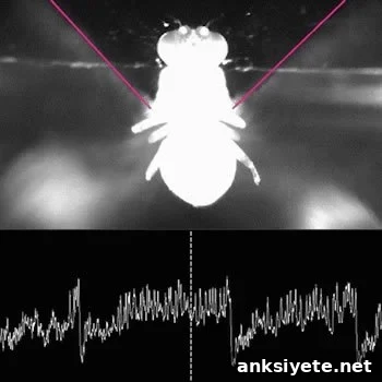 A fly