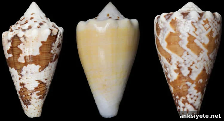 Image shows marine snail shells.