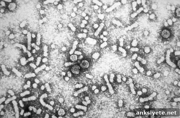 Hepatitis B virions