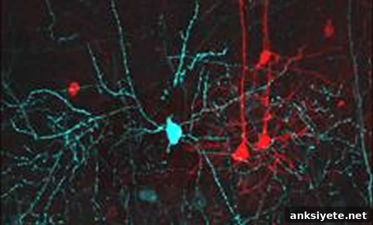 Image shows neurons.