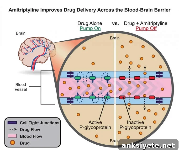 Image shows a diagram explaining how amitriptyline allows drugs to pass the bbb.
