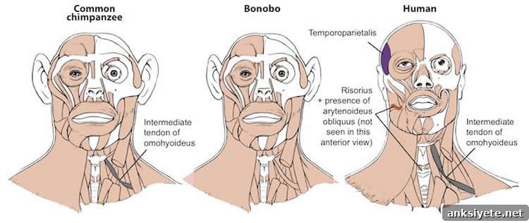 Image shows the similarities between human, bonobo and chimp heads.
