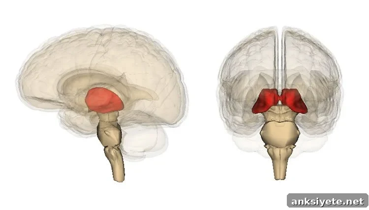 Image shows the location of the thalamus in the human brain.